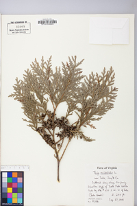 Thuja occidentalis image