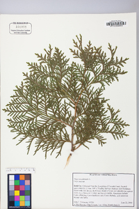 Thuja occidentalis image