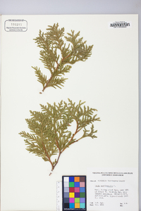 Thuja occidentalis image