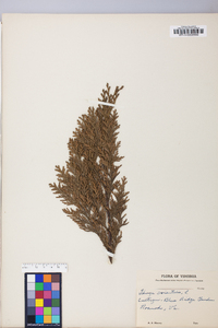 Platycladus orientalis image