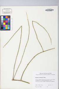 Ephedra nevadensis image