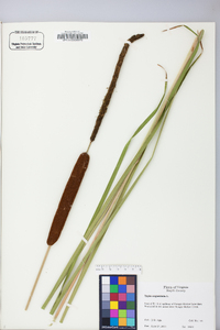 Typha angustifolia image