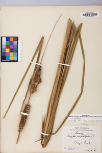 Typha angustifolia image