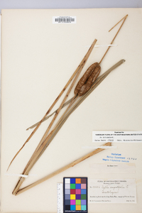 Typha angustifolia image