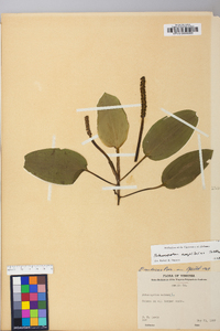 Potamogeton amplifolius image