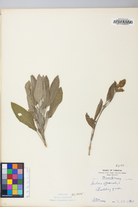 Salvia officinalis image