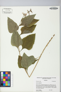 Salvia urticifolia image