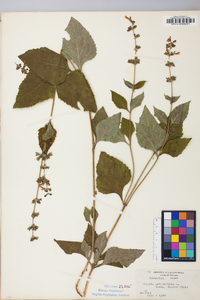 Salvia urticifolia image