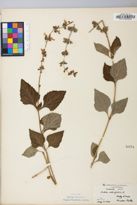 Salvia urticifolia image