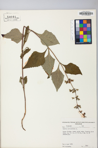 Salvia urticifolia image