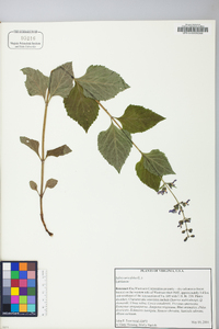 Salvia urticifolia image