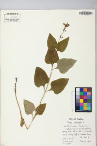 Salvia urticifolia image