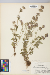 Clinopodium vulgare image