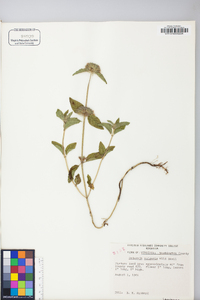 Clinopodium vulgare image