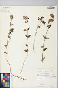 Clinopodium vulgare image