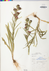 Liatris squarrosa image