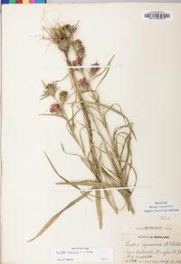 Liatris squarrosa image