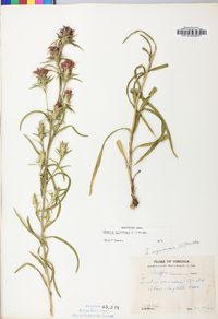 Liatris squarrosa image