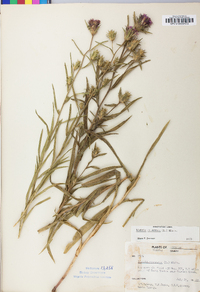 Liatris squarrosa image