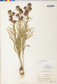 Liatris squarrosa image