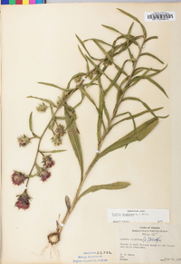 Liatris squarrosa image