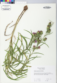 Liatris squarrosa image