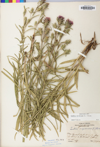 Liatris squarrosa image