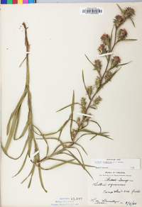 Liatris squarrosa image