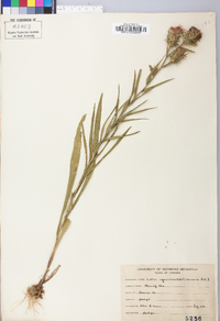 Liatris squarrosa image