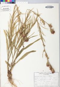 Liatris squarrosa image