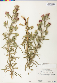 Liatris squarrosa image