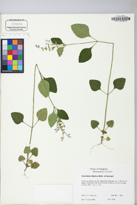 Scutellaria elliptica image