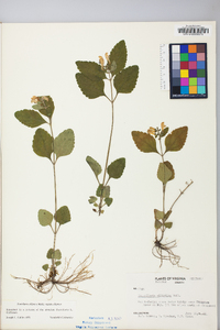 Scutellaria elliptica image