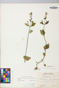 Scutellaria elliptica image