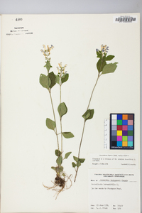 Scutellaria elliptica image