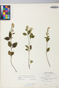 Scutellaria elliptica var. hirsuta image