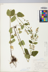 Scutellaria elliptica image