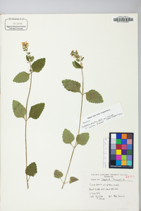 Scutellaria elliptica var. hirsuta image