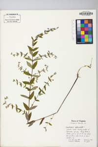 Scutellaria galericulata image