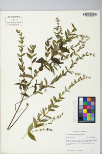 Scutellaria galericulata image