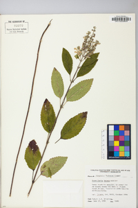 Scutellaria incana image