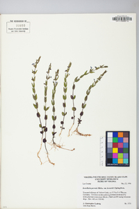 Scutellaria parvula var. leonardii image