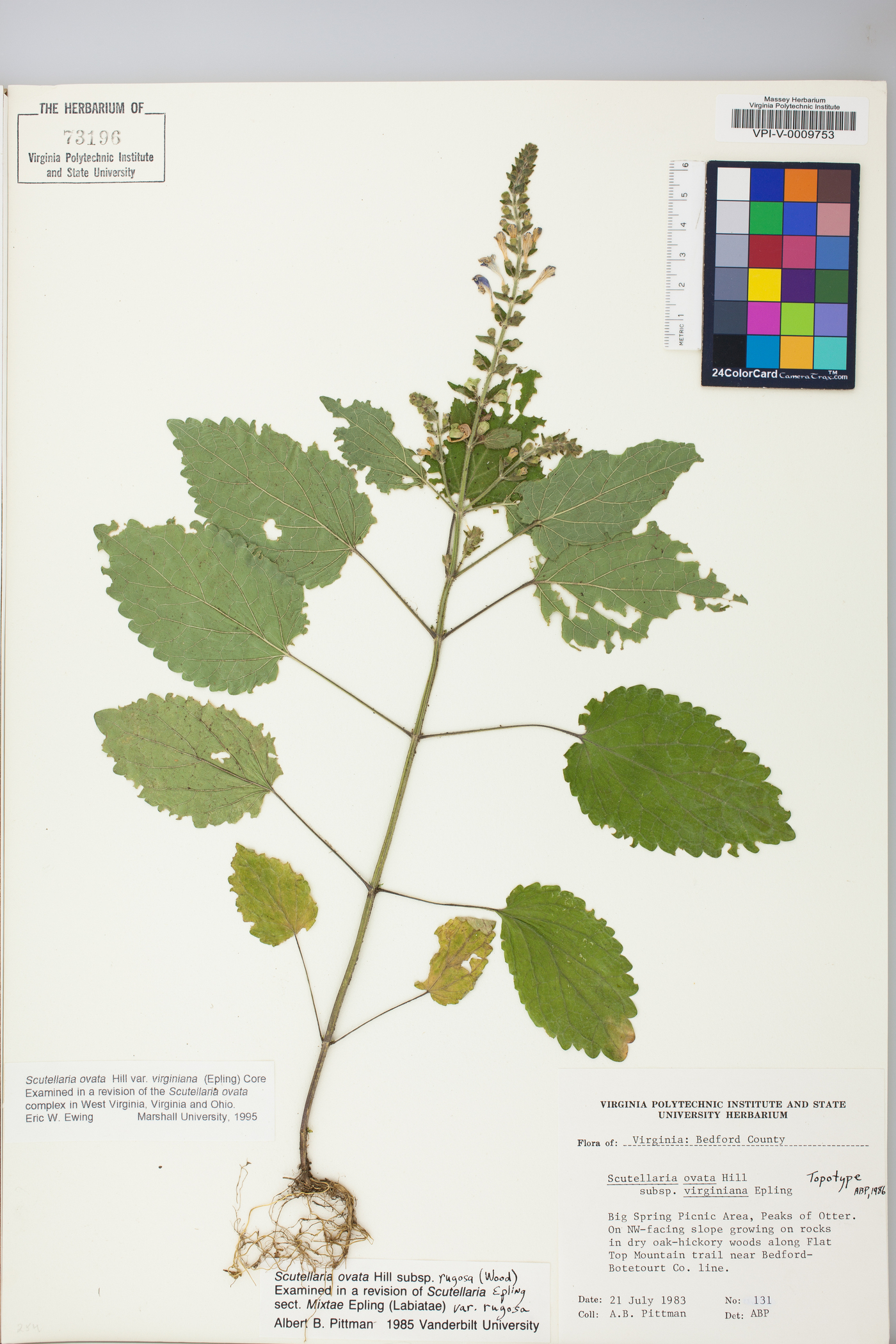 Scutellaria ovata var. virginiana image