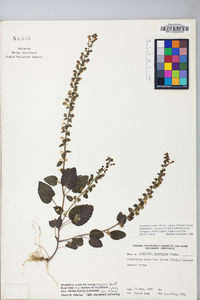 Scutellaria ovata subsp. rugosa image