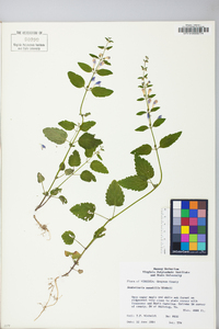 Scutellaria saxatilis image