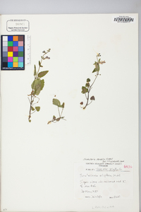 Scutellaria saxatilis image