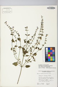 Scutellaria saxatilis image