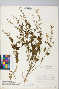 Scutellaria saxatilis image