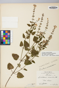 Scutellaria saxatilis image