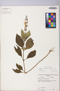 Scutellaria serrata image